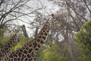 Dos jirafas africanas
