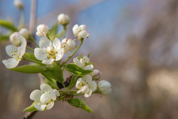 Blossoming tree in spring close-up	