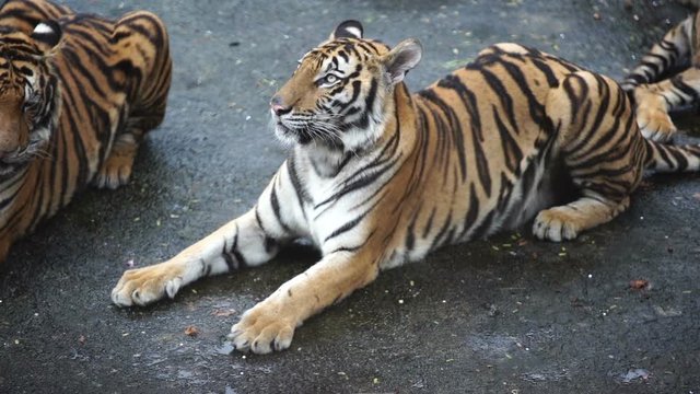 slow motion of bengal tiger