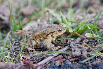 Common toad (Bufo bufo) in a nature