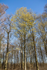 Erstes zartes Grün im Wald (von Hainbuchen, Carpinus betulus)