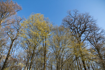 Erstes zartes Grün im Wald (von Hainbuchen, Carpinus betulus)