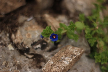 BLUE FLOWER