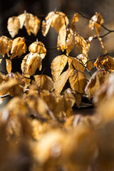 Rotbuchenlaub (Fagus sylvatica) im zeitigen Frühjahr