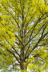 Blühender Spitzahorn (Acer platanoides) im Frühjahr