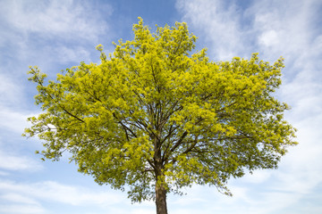 flowering maple tree (Acer platanoides) in spring