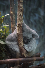 Koala durmiento en un eucalipto