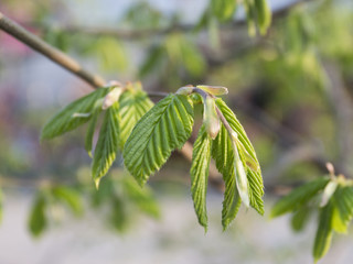 Obraz premium Detalle de hojas de árbol creciendo en primavera. Castaño de indias. Aesculus hippocastanum. Alemania
