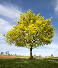 Fototapeta na wymiar Blühender Spitzahorn (Acer platanoides) im Frühjahr
