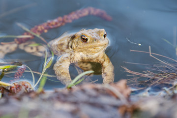 Common toad (Bufo bufo) in a nature