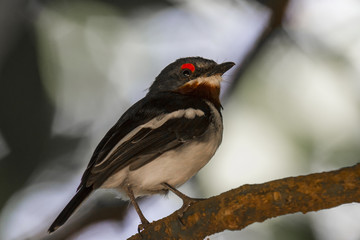 Brown-throated  (scarlet-spectacled) wattle-eye in a tree in Bahir Dar in Ethiopia