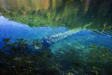 Plitvice lakes national park in Croatia landscape