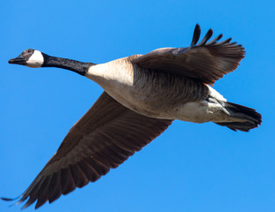 
Close view of a Canada goose, seen flying over a North California marsh
