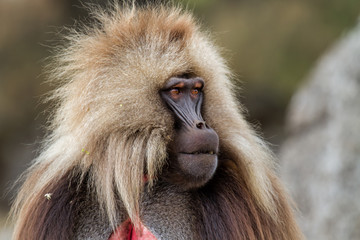 Male gelada baboon in the Semien Mountains in Ethiopia
