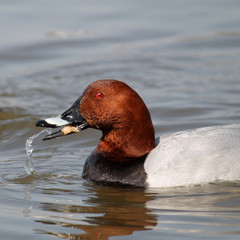 Male common pochard (Aythya ferina) in bright nuptial plumage