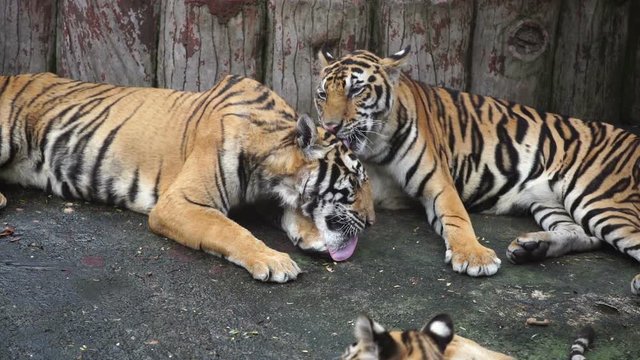slow motion of bengal tiger