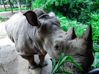 Fototapeta premium Big gray rhino in the zoo of Thailand