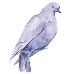 White dove. Isolated on white background.