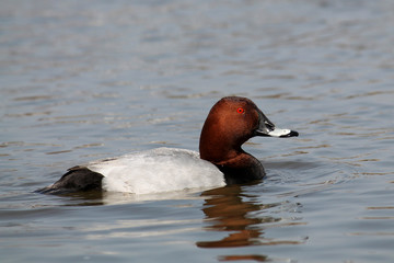 Male common pochard (Aythya ferina) in bright nuptial plumage