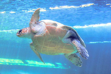 Green sea turtle in blue sea background. Chelonia Mydas species living in tropical and subtropical...