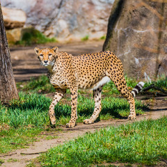 Portrait of strong and fast African cheetah, close up