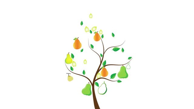 A pera &eacute; o fruto da pereira e um dos mais cultivados