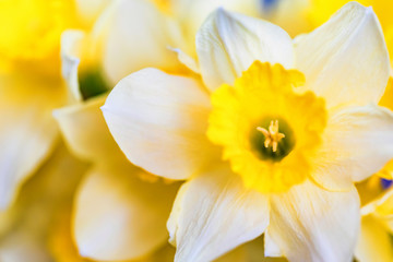 Fototapeta na wymiar Beautiful yellow daffodils close