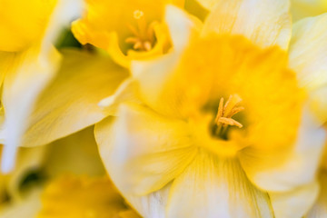 Obraz na płótnie Canvas Beautiful yellow daffodils close