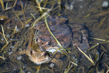 Pair of European common brown frogs (Rana temporaria) in amplexus