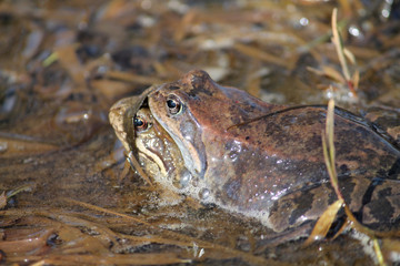 Pair of European common brown frogs (Rana temporaria) in amplexus
