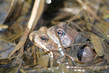 Pair of European common brown frogs (Rana temporaria) in amplexus