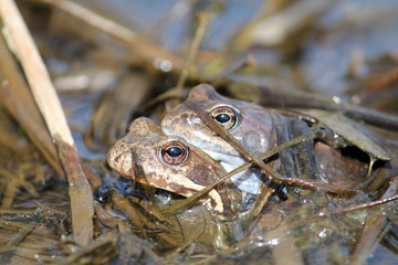 Pair of European common brown frogs (Rana temporaria) in amplexus