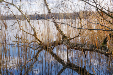 tree log mirroring in a lake during sunset