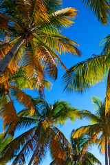 Fototapeta na wymiar Tropical beach with palm trees