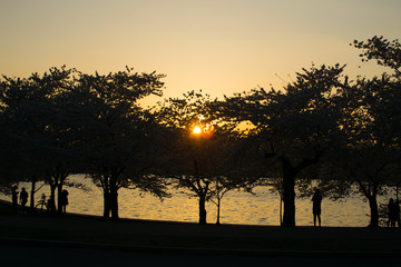 Cherry Blossom in the Sunset