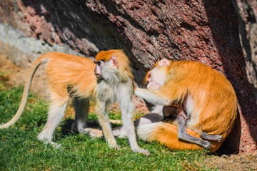 Taking care of two juveniles of African Patas monkeys by their mother