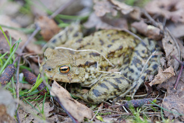 Common toad (Bufo bufo) in a nature