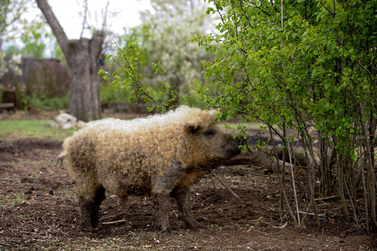 Large, woolen breed of pigs Hungarian mangalitsa