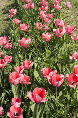 Field with pink tulips in Hungary