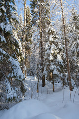 Snowy forest at sunny winter day in Finland