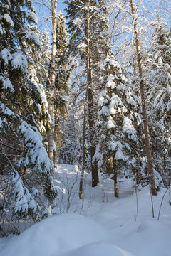 Fototapeta Snowy forest at sunny winter day in Finland