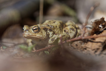 Common toad (Bufo bufo) in a nature