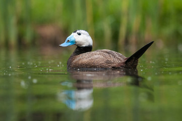 White-headed duck in its natural environment. Cute asian duck with blue bill in the water. Detailed photo of attractive bird with blue bill and black cap.