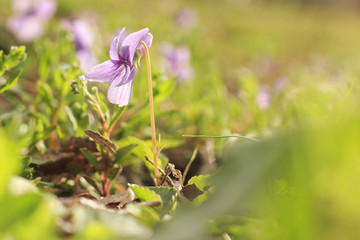 Small Wild Violet Flower in Green Grass