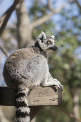 Lemur de Cola Anillada