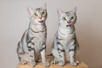 Two cute cat(american shorthair) sitting on wooden box and lick their lips.