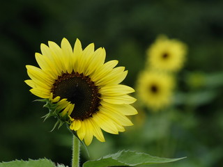 照れ屋な仕草の向日葵娘