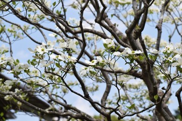 Obraz premium Flowering Dogwood flowers