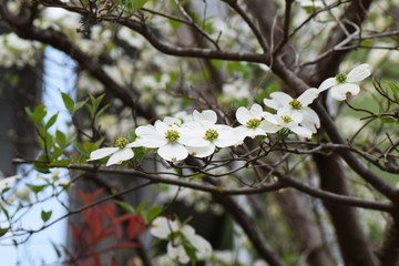 Flowering Dogwood flowers