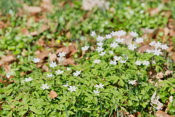 Spring flower wood anemone (Anemone nemorosa) in a nature